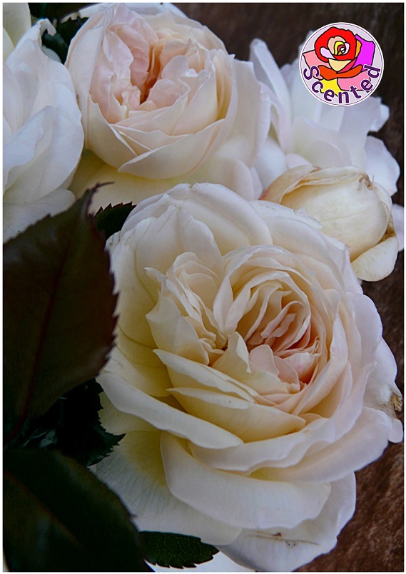 White Fox Roses UK